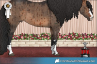 Horse Color:Brown Dun Brindle 