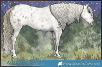 Horse Color:Liver Red Dun Ice Appaloosa Brindle 