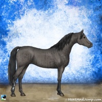 Horse Color:Grullo  and Grullo 