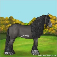 Horse Color:Grullo  and Grullo Frame 