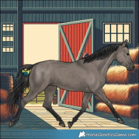 Horse Color:Grullo  and Grullo 