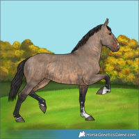 Horse Color:Grullo  and Brown Dun 