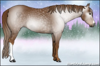 Horse Color:Gray Chestnut 