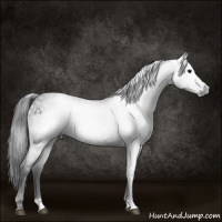 Horse Color:Gray Black 