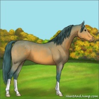 Horse Color:Watercolor Buckskin 