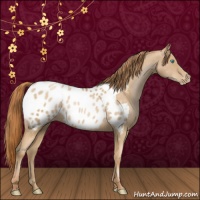 Horse Color:Buckskin Pearl Appaloosa Rabicano 
