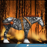 Horse Color:Gray Black Appaloosa and Gray Black Appaloosa