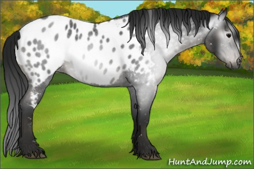Horse Color:Gray Blue Roan Appaloosa 