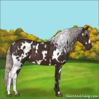 Horse Color:White Spotted Silver Brown 