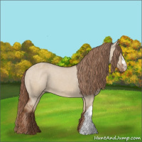 Horse Color:Red Dun Appaloosa 