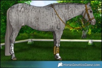 Horse Color:Grullo Appaloosa  and Grullo Appaloosa 