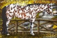 Horse Color:Bay Appaloosa  and Bay Appaloosa 