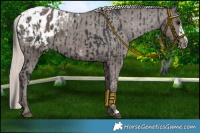 Horse Color:Black Blanket  and Silver Black Blanket 