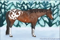 Horse Color:Bay Appaloosa 