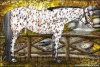 Horse Color:Black Leopard  and Bay Leopard 
