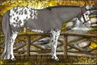 Horse Color:Grullo Sabino Splash Appaloosa Rabicano and Grullo Sabino Splash Appaloosa Rabicano