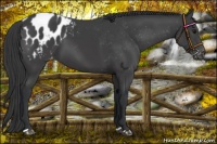 Horse Color:Black Appaloosa