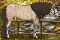 Horse Color:Bay Dun Sabino Appaloosa Rabicano and Bay Dun Sabino Appaloosa Rabicano