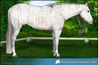 Horse Color:Brown Dun Appaloosa  and Gray Brown Dun Appaloosa 