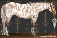 Horse Color:Bay Roan Dun Appaloosa  and Silver Bay Roan Dun Appaloosa 