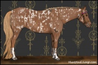 Horse Color:Chestnut Near Leopard  and Chestnut 