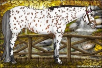 Horse Color:Bay Appaloosa  and Bay Appaloosa 