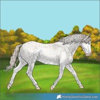 Horse Color:Perlino Sabino  and Perlino Sabino Rabicano 