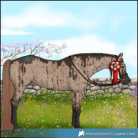 Horse Color:Liver Red Dun Brindle 