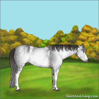 Horse Color:Gray White Spotted Liver Chestnut 