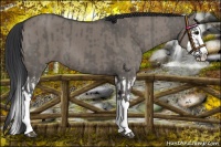 Horse Color:Grullo Sabino Splash and Grullo Sabino Splash