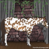 Horse Color:Buckskin Near Leopard 