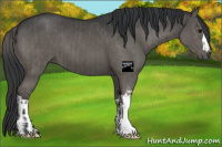 Horse Color:Grullo and Grullo
