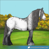 Horse Color:Black Frame Appaloosa Rabicano