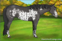 Horse Color:Grullo  and Grullo Frame 