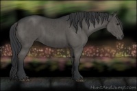 Horse Color:Grullo  and Grullo 