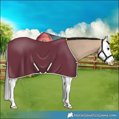 Horse Color:Bay Dun Splash 