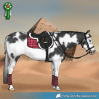 Horse Color:White Spotted Black Splash Frame 