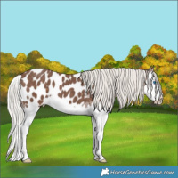 Horse Color:Silver Black Splash Appaloosa