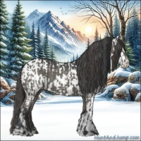 Horse Color:Grullo  and Grullo Appaloosa 