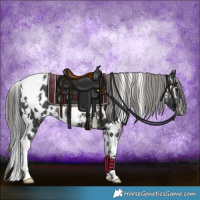 Horse Color:White Spotted Black Appaloosa Rabicano 