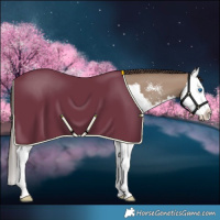 Horse Color:Classic Champagne Sabino Splash