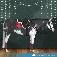 Horse Color:Black Sabino Splash 