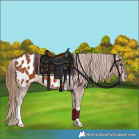 Horse Color:Chestnut Appaloosa 