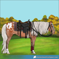 Horse Color:Silver Bay Appaloosa 