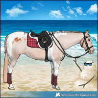 Horse Color:Chestnut Tobiano Appaloosa