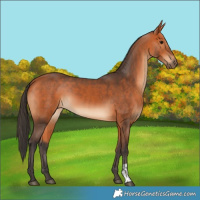 Horse Color:Bay and Bay