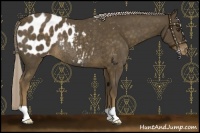 Horse Color:Chocolate Palomino Blanket Rabicano 
