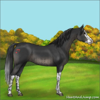 Horse Color:Black  and Black Splash 