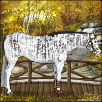 Horse Color:White Spotted Black Splash  and White Spotted Black Splash Appaloosa 