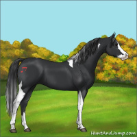 Horse Color:Black Sabino Splash Tobiano 